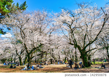 埼玉縣埼玉市大宮公園櫻花盛開 埼玉縣埼玉市大宮公園櫻花盛開 142950878
