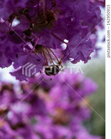 Bees fluttering around flowers Bees fluttering around flowers 142950915