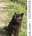 Looking black cat 142950938