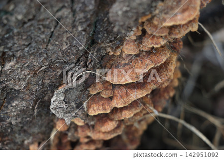 Mushrooms growing on dead trees Mushrooms growing on dead trees 142951092