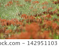 Spider lilies and swallowtail butterflies blooming in a grassy field on a clear autumn day. 142951103