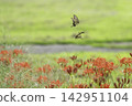 Spider lilies and swallowtail butterflies blooming in a grassy field on a clear autumn day. 142951104