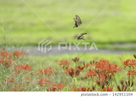 Spider lilies and swallowtail butterflies blooming in a grassy field on a clear autumn day. Spider lilies and swallowtail butterflies blooming in a grassy field on a clear autumn day. 142951104