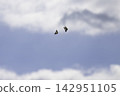A swallowtail butterfly soars high in the refreshing autumn sky. 142951105