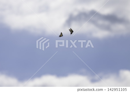 A swallowtail butterfly soars high in the refreshing autumn sky. A swallowtail butterfly soars high in the refreshing autumn sky. 142951105