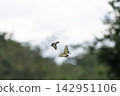Two swallowtail butterflies soaring against a backdrop of green trees. 142951106