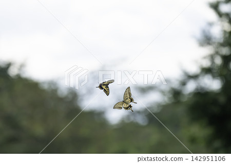 兩隻鳳蝶在綠樹的襯托下翩翩起舞。 兩隻鳳蝶在綠樹的襯托下翩翩起舞。 142951106