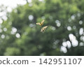 Two swallowtail butterflies soaring against a backdrop of green trees. 142951107
