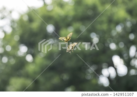 Two swallowtail butterflies soaring against a backdrop of green trees. Two swallowtail butterflies soaring against a backdrop of green trees. 142951107