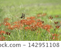 Spider lilies and swallowtail butterflies blooming in a grassy field on a clear autumn day. 142951108