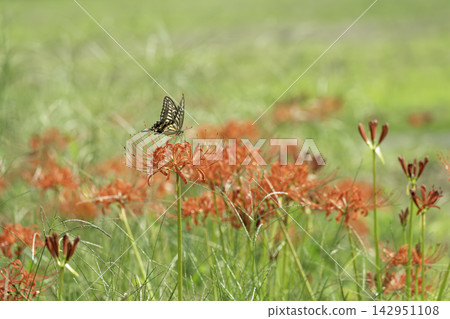 Spider lilies and swallowtail butterflies blooming in a grassy field on a clear autumn day. Spider lilies and swallowtail butterflies blooming in a grassy field on a clear autumn day. 142951108