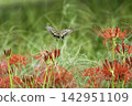 Spider lilies and swallowtail butterflies blooming in a grassy field on a clear autumn day. 142951109