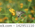 A swallowtail butterfly feeding on nectar from a yellow cosmos flower. 142951110