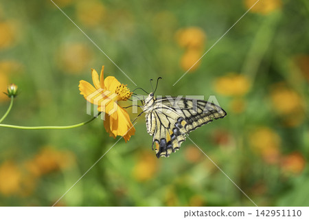 A swallowtail butterfly feeding on nectar from a yellow cosmos flower. A swallowtail butterfly feeding on nectar from a yellow cosmos flower. 142951110
