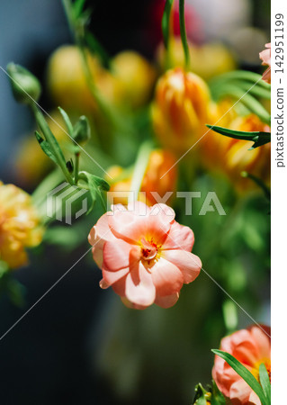 Pink Butterfly Ranunculus Hera flower closeup Pink Butterfly Ranunculus Hera flower closeup 142951199