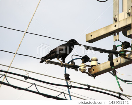 A crow that stops on the electric wire A crow that stops on the electric wire 142951341