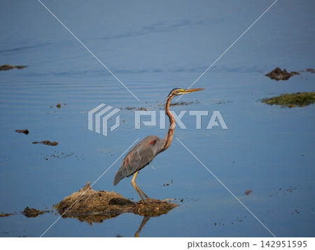 Purple heron ( Ardea purpurea ) standing to hunting aquatic animals in wetland with reflection on the blue water surface, Long necked bird at Khao Sam Roi Yot National Park, Thailand Purple heron ( Ardea purpurea ) standing to hunting aquatic animals in wetland with reflection on the blue water surface, Long necked bird at Khao Sam Roi Yot National Park, Thailand 142951595