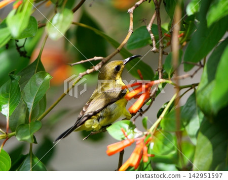 Garden or Olive-backed or Yellow-bellied sunbird on Scarlet bush or Firebush or Redhead tree plant, Orange color flower on tree, Yellow and brown feathers on small bird Garden or Olive-backed or Yellow-bellied sunbird on Scarlet bush or Firebush or Redhead tree plant, Orange color flower on tree, Yellow and brown feathers on small bird 142951597