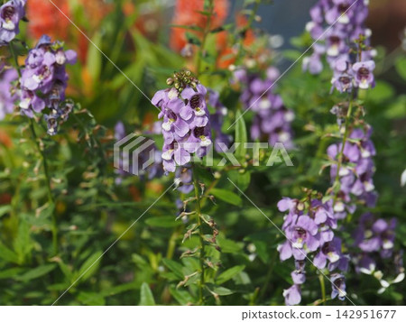 Park flowers Park flowers 142951677