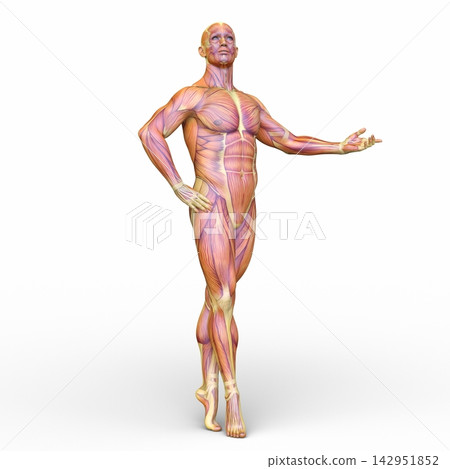 一個擺姿勢的男人 一個擺姿勢的男人 142951852