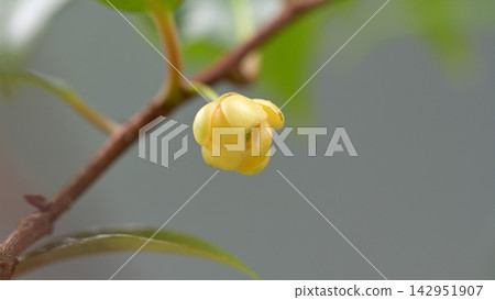 五行花(Kadsura japonica)的雌花,開淡黃色花。 五行花(Kadsura japonica)的雌花,開淡黃色花。 142951907