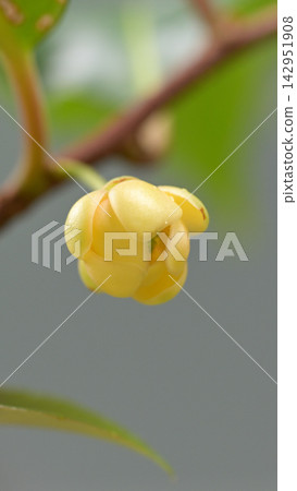 Female flowers of Kadsura japonica, which bear pale yellow blossoms. Female flowers of Kadsura japonica, which bear pale yellow blossoms. 142951908