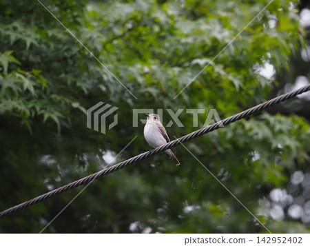一隻小條紋鶲棲息在電線上。 一隻小條紋鶲棲息在電線上。 142952402