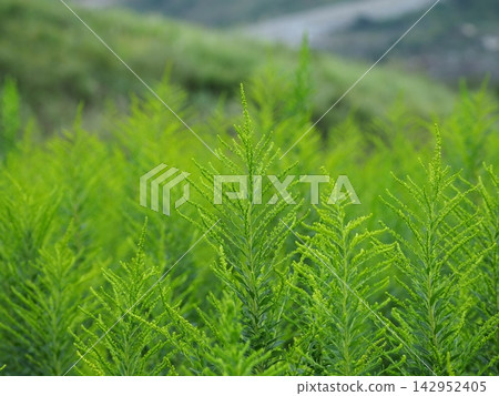 平尾台上長滿了簇狀高高的草。 平尾台上長滿了簇狀高高的草。 142952405