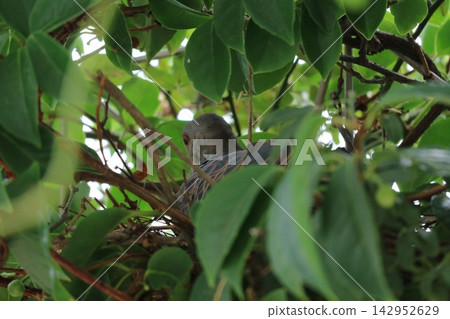 鳥兒躲在樹葉的陰涼處。 鳥兒躲在樹葉的陰涼處。 142952629
