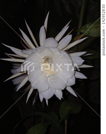 White Blooming Queen of-the-Night Flower 142952630