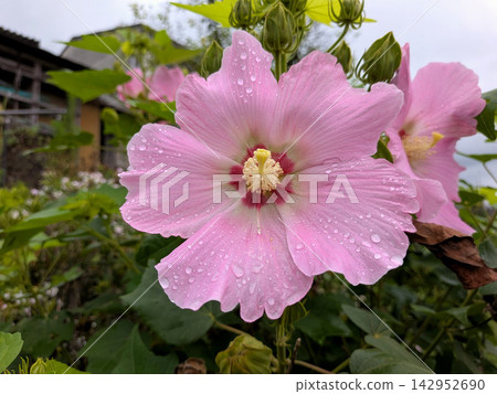 Pale pink hibiscus flowers blooming, adorned with raindrops. Pale pink hibiscus flowers blooming, adorned with raindrops. 142952690
