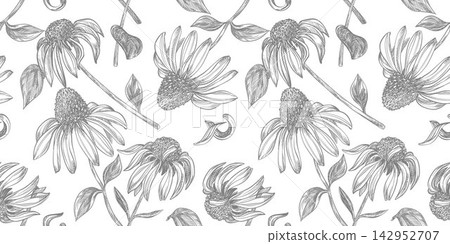 Vector seamless pattern of echinacea. Sketch of black samson in engraving style. Clipart for herbal tea. Spring flowers in ancient technique of etching. Linear ink line drawing of purple coneflower. 142952707