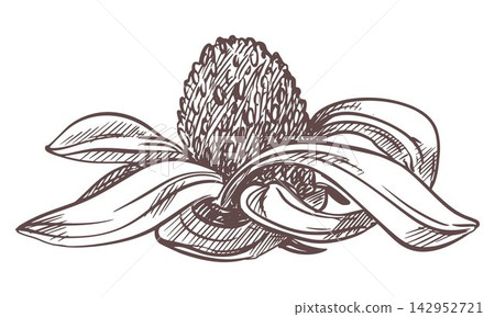 Vector sketch of echinacea. Inflorescence dried of black sampson in engraving style. Summer flower for herbal tea in vintage technique of etching. Linear monochrome retro ink drawing of coneflower. Vector sketch of echinacea. Inflorescence dried of black sampson in engraving style. Summer flower for herbal tea in vintage technique of etching. Linear monochrome retro ink drawing of coneflower. 142952721