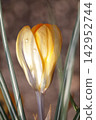 Crocus flowers and raindrops 142952744