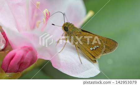 A skipper butterfly feeding on nectar from a rhododendron flower. 142953079