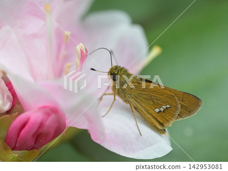 A skipper butterfly feeding on nectar from a rhododendron flower. 142953081