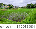 A landscape of diamond-shaped rice paddies 142953084