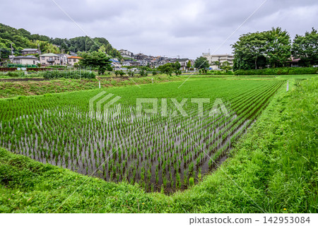 A landscape of diamond-shaped rice paddies A landscape of diamond-shaped rice paddies 142953084