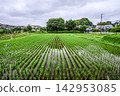 Scenery with rice field 142953085