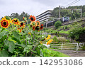 A rural landscape with sunflowers and a train running through it. 142953086