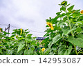A rural landscape with sunflowers and a train running through it. 142953087