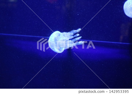 Jellyfish floating in the blue sea Jellyfish floating in the blue sea 142953395