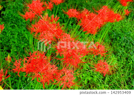 Red cluster amaryllis blooming in clusters Red cluster amaryllis blooming in clusters 142953409