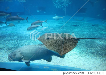 鰩魚和大型魚類悠閒地遊著 142953419