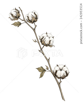 Hand Drawn Cotton Boll Branch Botanical Element with Natural Asymmetric Functional Composition Hand Drawn Cotton Boll Branch Botanical Element with Natural Asymmetric Functional Composition 142953514