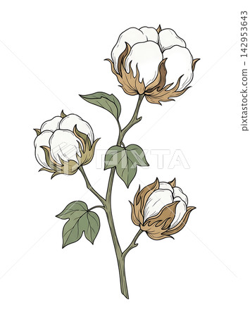Hand Drawn Cotton Boll Branch Botanical Element with Natural Asymmetric Functional Composition Hand Drawn Cotton Boll Branch Botanical Element with Natural Asymmetric Functional Composition 142953643