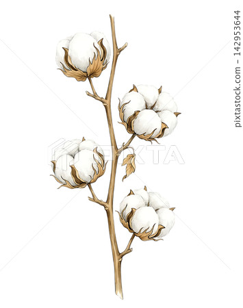 Hand Drawn Cotton Boll Branch Botanical Element with Natural Asymmetric Functional Composition 142953644