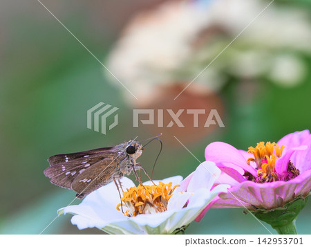 Skippers sucking nectar from zinnias 142953701