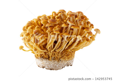 Cutout material of brown enoki mushroom clusters and substrate on a transparent background. Cutout material of brown enoki mushroom clusters and substrate on a transparent background. 142953745