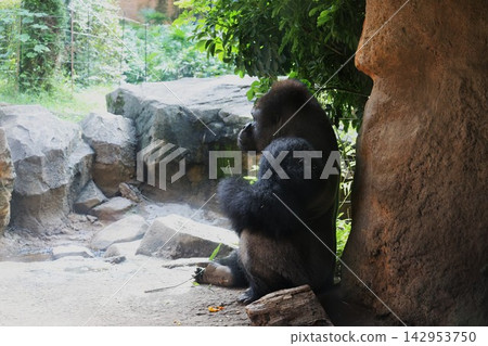 Western lowland gorillas eating while sitting down Western lowland gorillas eating while sitting down 142953750